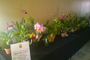 wp_20161104_001-copy