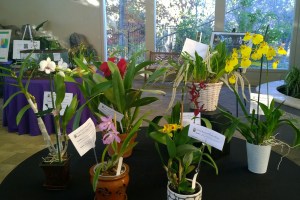 wp_20161104_002-copy