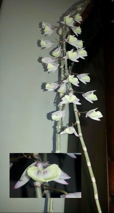 Dendrobium aphyllum (2)