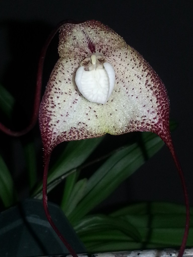 Draconia Swamp fox (bella x cordobae)