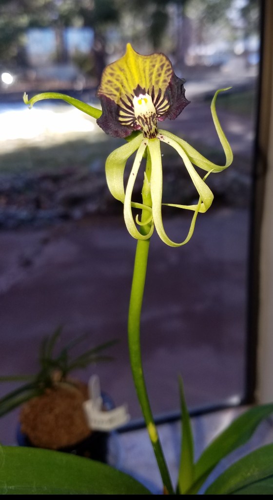 Encyclia cochleata