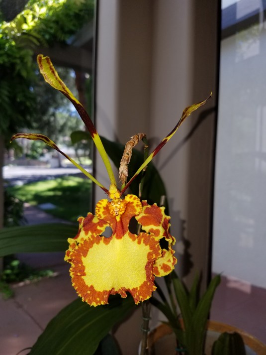 Onc. Mendenhall Hildos