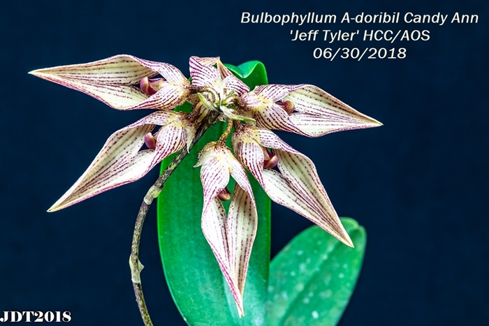 Bulbophyllum A-doribil Candy Ann 'Jeff Tyler' HCC-AOS4 300mm 062818