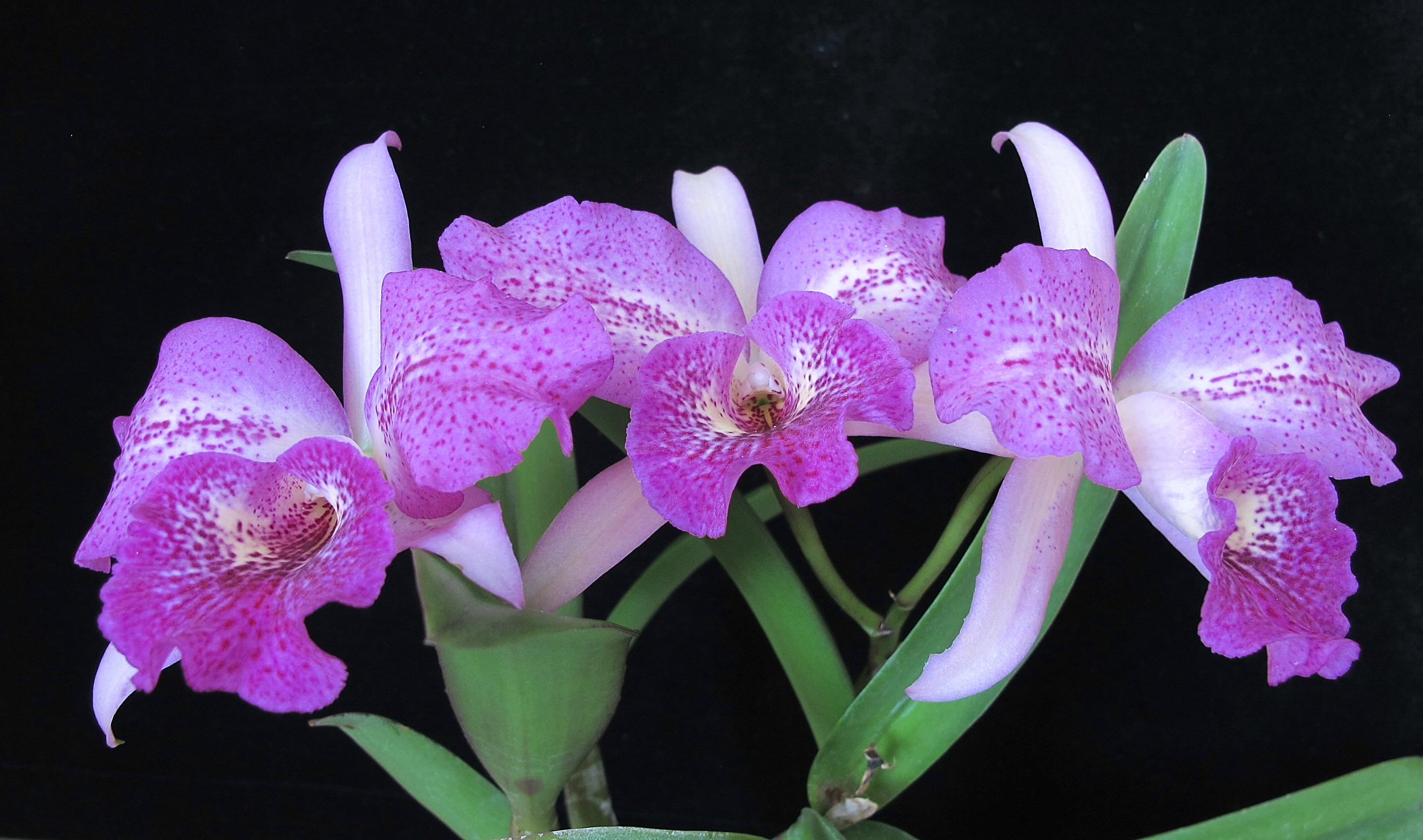 Blc.Empress Woreley'Roman Holiday HCC