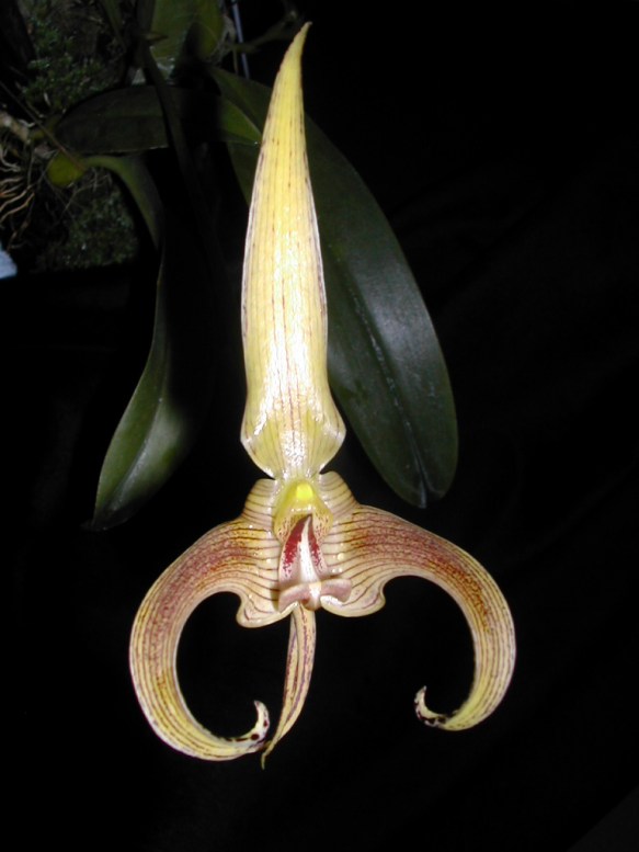 Bulb.Lobii 'Different'