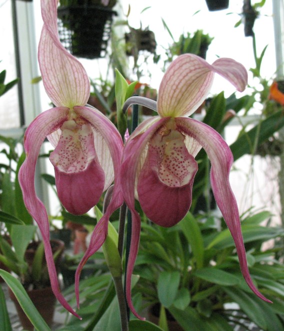 Phrag.Schroederrae 'Clyde'