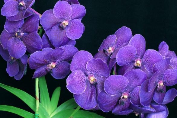 Vanda Pat's Delight 'Hildos' HCC