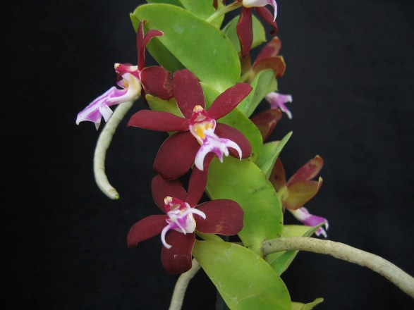 Trichoglottis brachiata 2